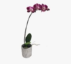 Perfect for orchids, african violets and other fine plants requiring great drainage and airflow. Potted Pink Orchid Png Transparent Png Kindpng