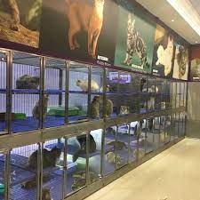 See more of imadi pet shah alam hq on facebook. Photos At Imadi Pet Now Closed Pet Store In Shah Alam