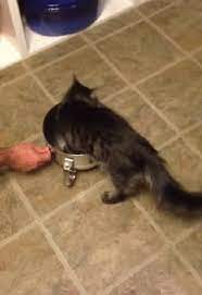 other funny gifs http gif tv tumblr com and funny youtube video https www youtube com watch v qqkw5m0i qc crazy cats cute animals cute cats