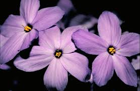 In an ecosystem, the ground cover forms the layer of vegetation below the shrub layer known as the herbaceous layer. Low Maintenance Ground Covers That Suppress Weeds Dengarden