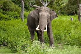 Indian elephant 