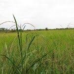 Image result for Alloteropsis paniculata