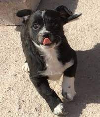 Even though they are champion herders, border collie chihuahua mix dogs aren't for everyone. View Ad Border Collie Chihuahua Mix Dog For Adoption Near Arizona Tucson Usa Adn 394996