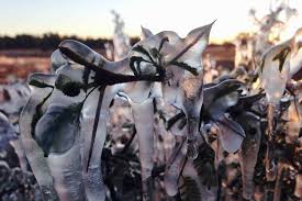 Queensland farm turned into winter wonderland