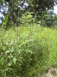 Image result for Desmodium tortuosum
