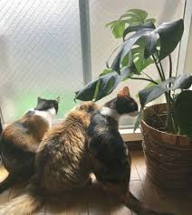 猫に毒で危険な観葉植物 中毒を起こすと 食べてしまったら