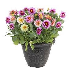Many flowers do well in small containers and bring splashes of color to balcony container gardens. Container Grown Dahlia Plants Guide To Planting Dahlias In Containers