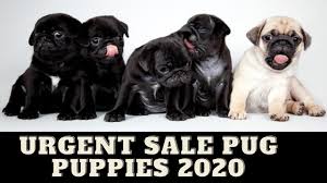 • if you have gotten a pug from us please add us so we can keep in contact. Pug Puppies For Sale Pug Puppies For Sale Near Me Vodafone Puppies By Dogsbreedofficial 2020 Youtube