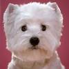 Puis il a récemment commencé à décliner, peinant à manger et se mouvoir… vous avez adopté un chien senior et faites votre maximum pour ajouter de la vie à ses jours ? 1