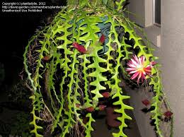 But epiphytic species (ones that grow on other plants or structures) like the orchid cactus, don't tolerate it so well. Pin On Rick Rack
