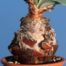 Image result for Boophone disticha