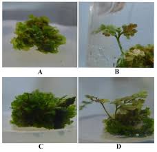 Image result for Anemia schimperiana