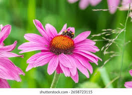 Image result for Gomphocarpus tenuifolius