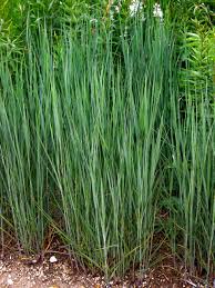 Image result for Panicum