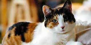 From bootsy to calypso to gizmo, there's a cat name on this list for every style…not to mention for every cat personality. Unique Calico Cat Names 73 Perfect Names To Check Out Calico Cat Names Calico Cat Cats