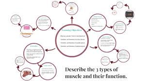 Describe The 3 Types Of Muscle And Their Function By Lauren