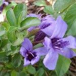 Image result for Dyschoriste thunbergiiflora