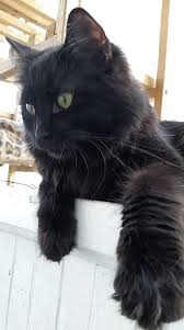 Your local pet store for puppies, fish and more. Kings Choice Siberian Cats New Hampshire Nh Siberian Cats And Kittens Kings Choice Siberian Cats Siberian Kittens Cats