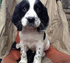 Black And White Springer Spaniel Cartoon Close Up Winter Sam The Black And White Ticked English Springer Spaniel Puppy Is Sit English Springer Spaniel Puppy Springer Spaniel Puppies Springer Spaniel