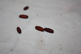 Braune Kafer In Der Kuche Woher Kommen Diese Maden Wurmer Eier Bitte Um Tipps