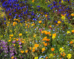 If you're visiting areas in northern arizona, it's possible to spot blooms as late as may due to the higher elevation and extra rainfall. Desert Spring Wildflowers Stock Image Image Of Bloom Arizona 664091
