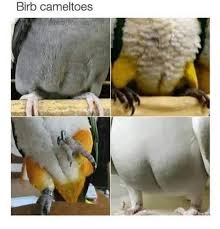 Camels hoof, camel toe means: Thanks I Hate Bird Camel Toes Tihi