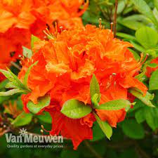 Azalea Dwarf Orange Van Meuwen Azaleas Flowers Garden Inspiration