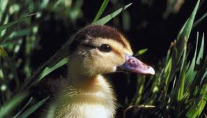 How To Care For A Newborn Duckling Animals Mom Me