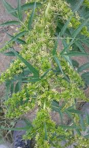 Image result for Pilostyles aethiopica