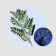 Image result for Indigofera mendonçae