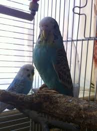 My Babies Looking A Bit Green After Too Much Lettuce Muhabbet Kuslari Ve Kus