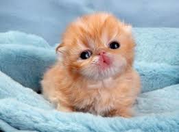Free pictures of cartoon kittens download free clip art free clip. I Can Has Cheezburger Cute Kitten Funny Animals Online Cheezburger