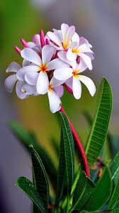 We did not find results for: Mobile Flowers Wallpapers 4k Hd Mobile Flowers Backgrounds On Wallpaperbat
