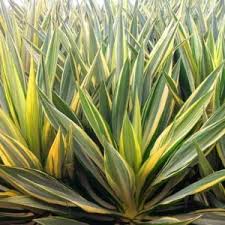 Image result for Fadogia variifolia