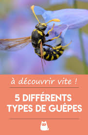 Les Differents Types De Guepes Guepe Guepe Maconne Insectes