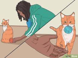 When to teach your cat to fetch How To Play Fetch With Your Cat 9 Steps With Pictures Wikihow Pet