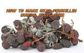 Please call your doctor or pharmacist to get the best answer for your situation. How To Make Real Homemade Penicillin During A Disaster Prepper S Will