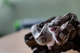 Red Tailed Boa Food Feeding Tips Reptifiles
