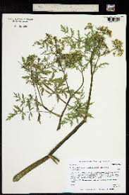 Image result for Berula thunbergii