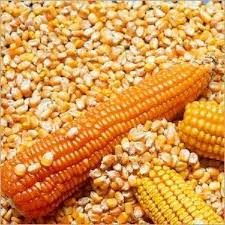 We did not find results for: Good Quality Yellow Maize Yellow Corn For Sale Products South Africa Good Quality Yellow Maize Yellow Corn For Sale Supplier