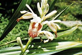 Image result for Etlingera