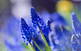 Inoltre, ponendosi all'interno di una grande tradizione di nomi di fiori in siciliano,. Fiori Azzurri Fiorista Significato Dei Fiori Azzurri