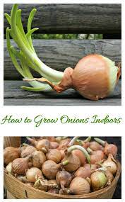 Tips For Growing Onions Indoors Growing Onions Growing Food Indoors Planting Onions