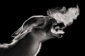 Black And White Animal Photography Pucker Up Dramatic Black And White Animal Photography By Wolf Ademeit Pondly Animals Black And White Wild Animals Photography Animal Photography