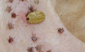 70 Best Home Remedies For Dogs Home Remedies For Fleas Dog Remedies Ticks On Dogs