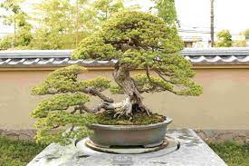Buying a bonsai tree can be a daunting task. Second Hand Outdoor Bonsai Trees In Ireland View 62 Ads