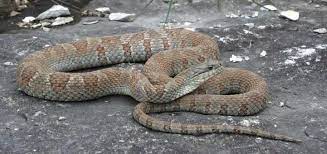 Lake Erie Watersnake Nerodia Sipedon Insularum Photo Joe Crowley Reptiles And Amphibians Reptiles Amphibians