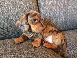 Adorable Smooth Haired Dapple Minature Dachshund Stoke On Dapple Dachshund Puppies For Sale January 2020 In 2020 Dapple Dachshund Minature Dachshund Dachshund Puppies