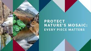 Image result for Aeschynomene glauca