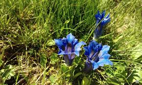 Image result for Chironia laxiflora